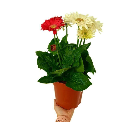 Gerbera M17_0