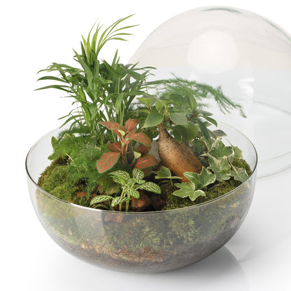 Terrario Borneo Terra Palmera Fittonia Ø28 x 28 cm