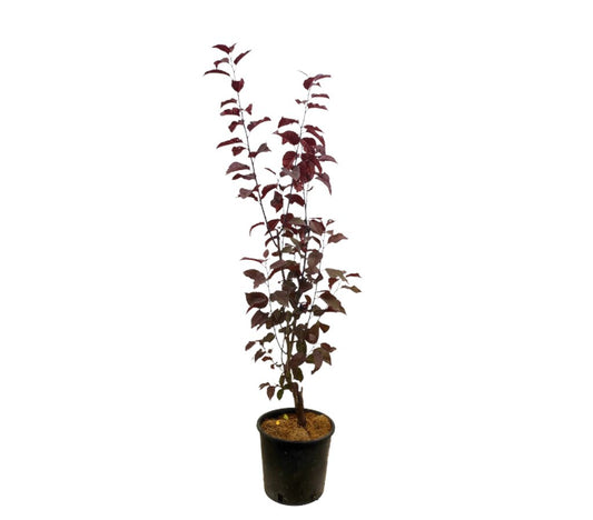 Prunus Pisardii M18 80-100cm_0