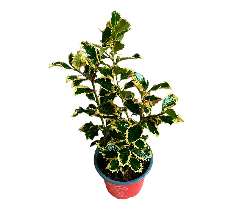 Ilex Aquifolium M12 20cm (acebo)_1