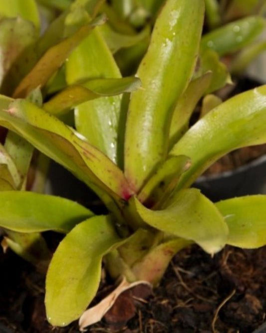 Neoregelia 'Chiquita Linda'; bromelia miniatura, apta terrarios; Curiosarium; altura 7 cm, diámetro 7 cm, sin sustrato_0