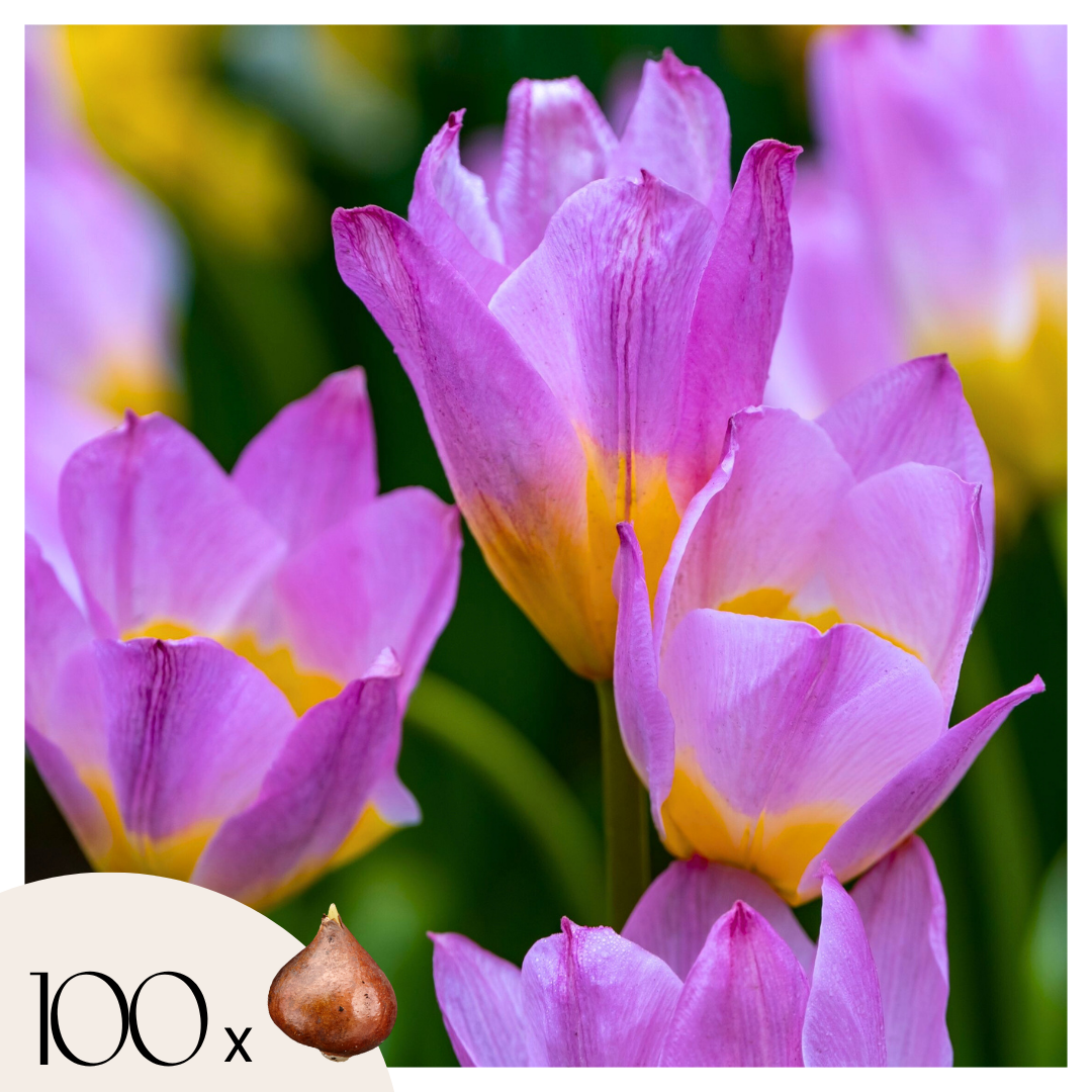 Bulbos De Tulipán - 100 Pzs - Tulipa Bakeri 'lilac Wonder' - Bulbos De Flores_0