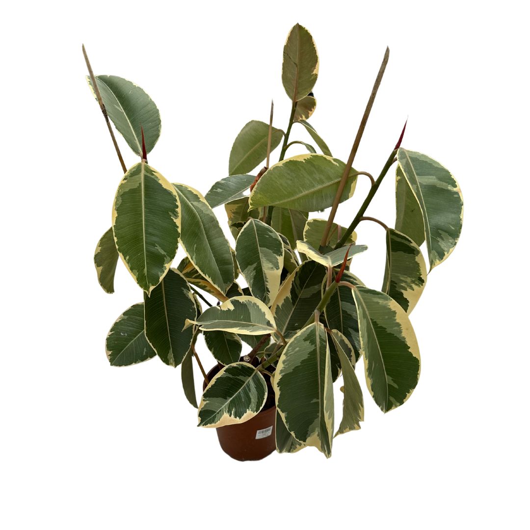 Ficus Tineke Planta Perfecta Para Exterior O Interior_0