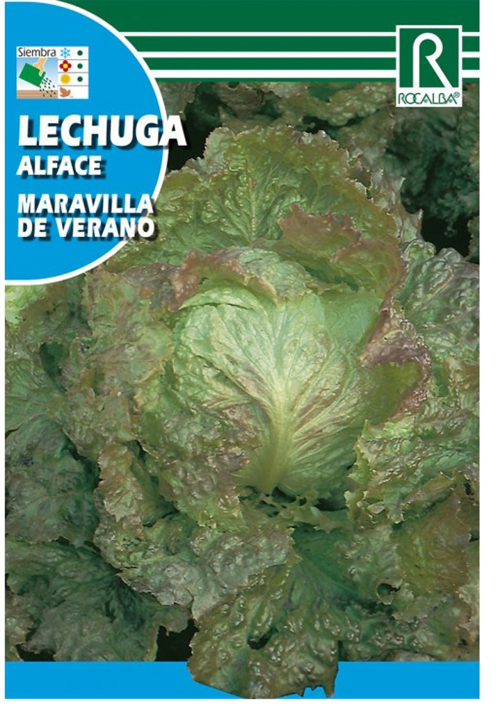 Semillas Lechuga Maravilla de verano 3g_0