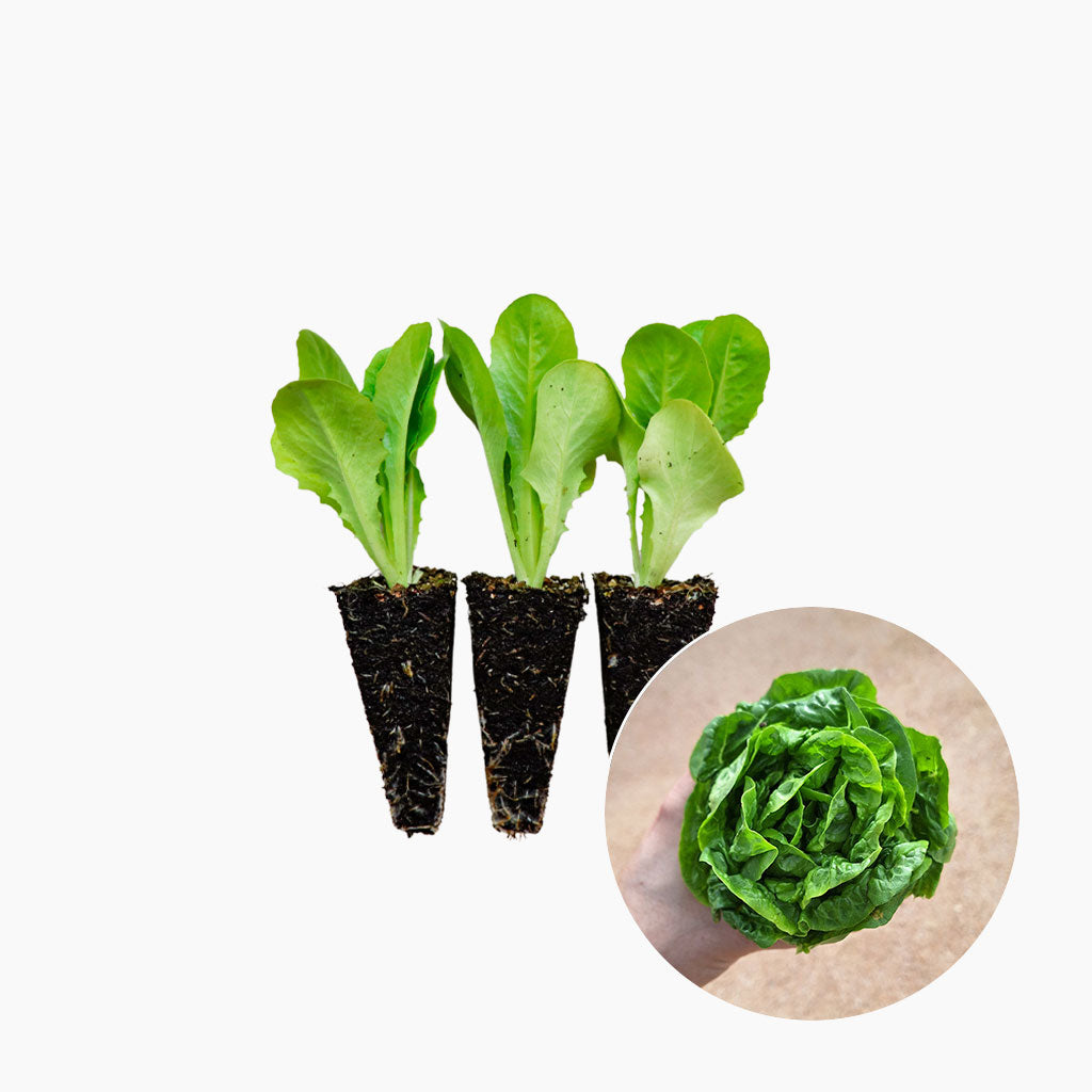 Plantón Lechuga Cogollo 3 Unidades - PlantaBo_0