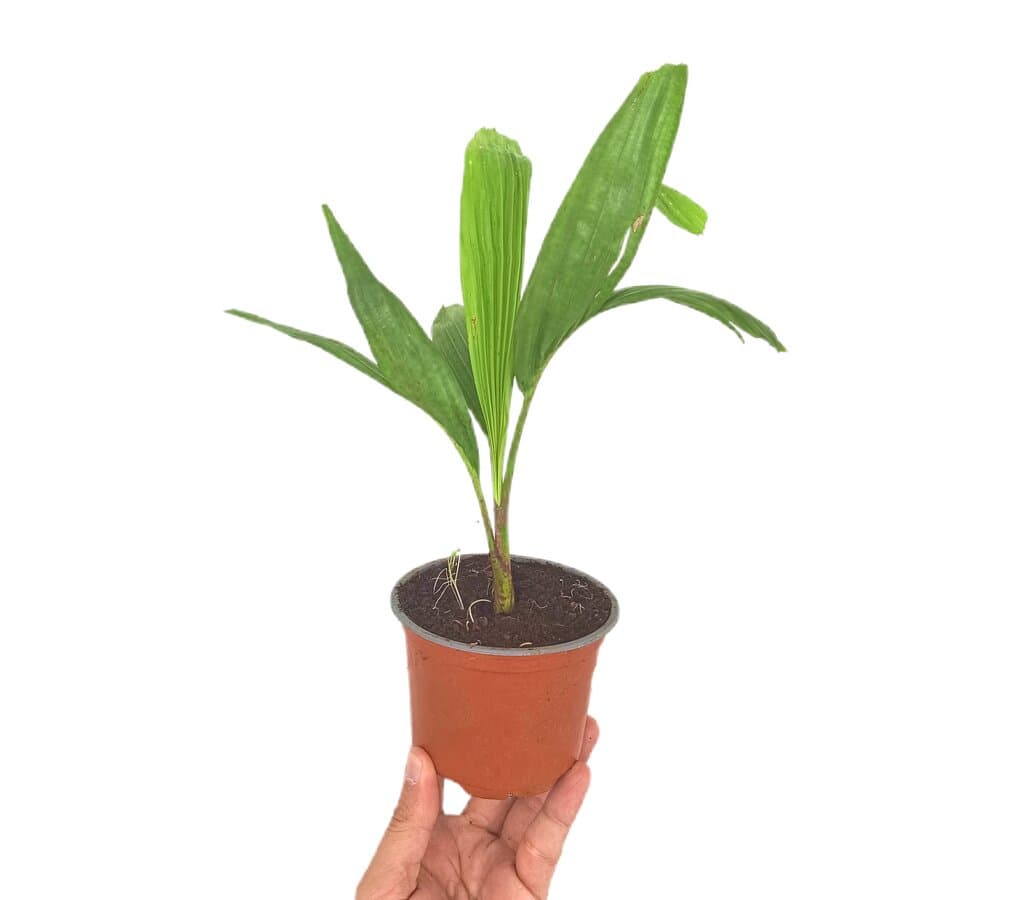 Ptychosperma Elegans M12_0