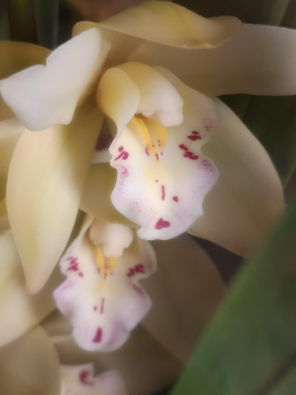 Cymbidium Floración Nº 1 Orquidea terrestre tolera Frio y sequia altura +70