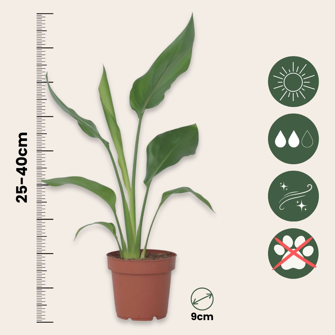 Flor Ave Del Paraíso - Strelitzia Reginea - Altura 25-40cm - ⌀9cm_2