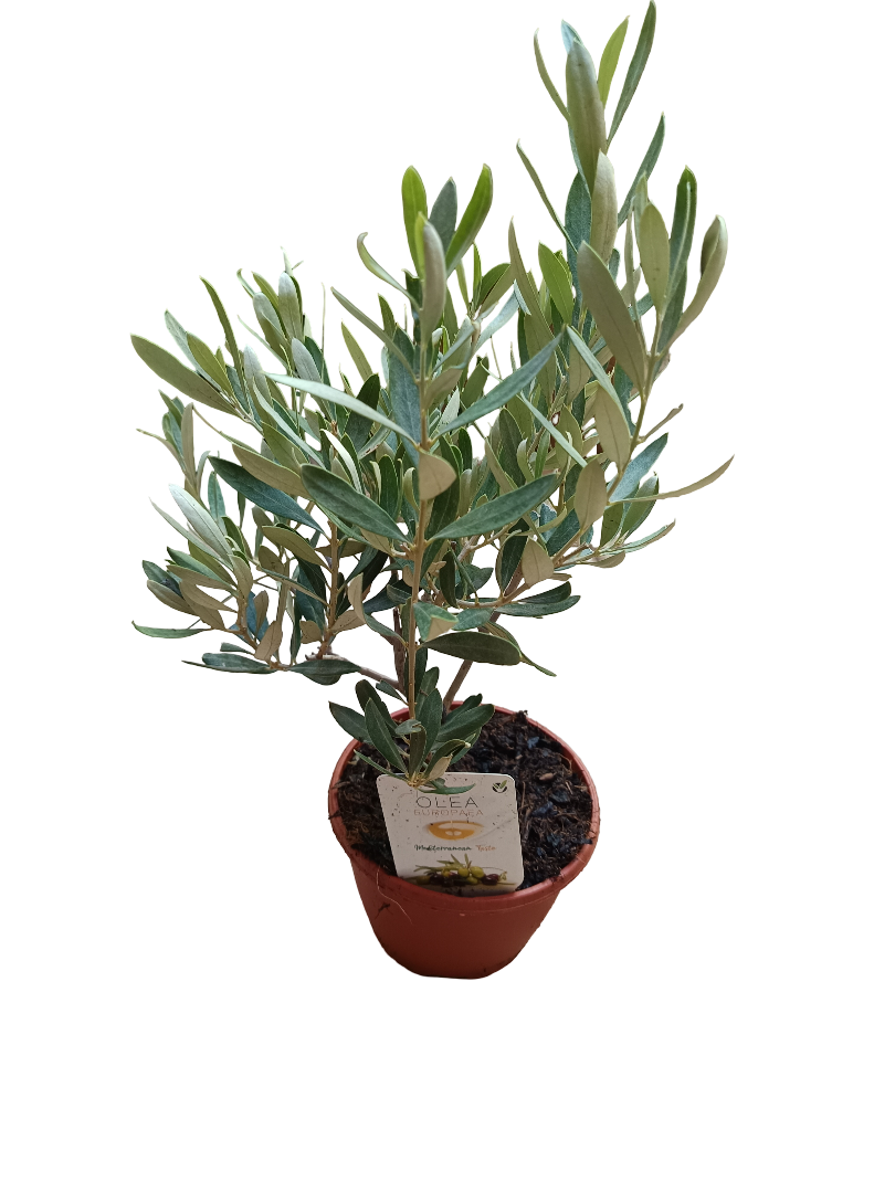 Olivo Ø5 altura 35 cms planta ideal para bonsai o decoración