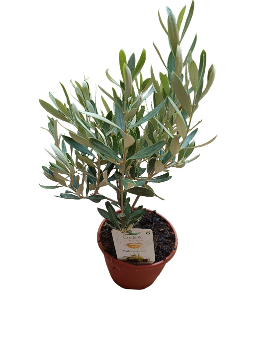 Olivo Ø5 altura 35 cms planta ideal para bonsai o decoración