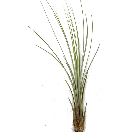 Tillandsia Juncea 30cm Alto X 14cm Ancho_0