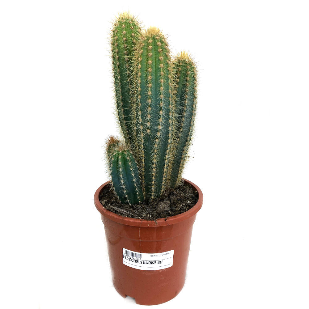 Pilosocereus Minensis M17 45cm_0