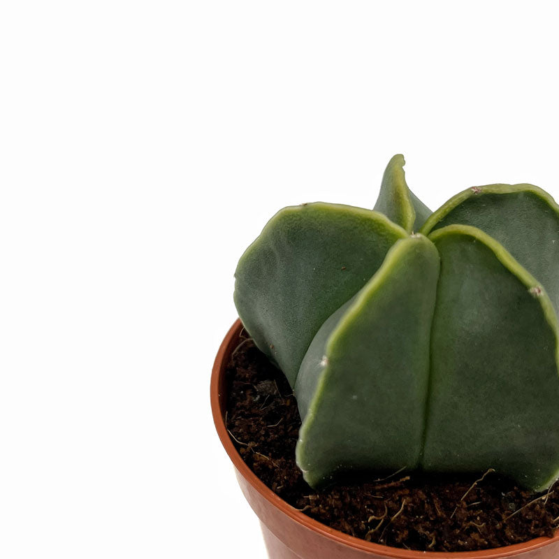 Astrophytum Myriostigma Nudum Cactus Y Suculentas