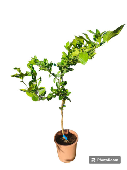 Limonero Lunero Maceta_0