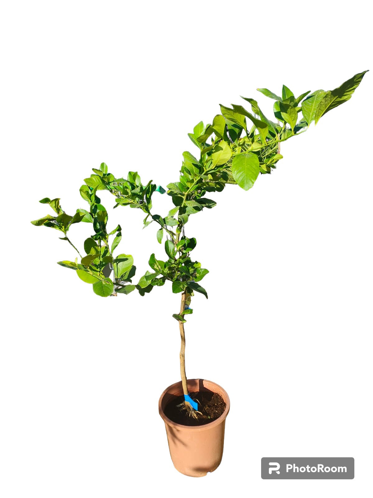 Limonero Lunero Maceta