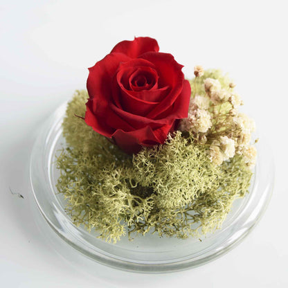 Rosa Eterna - Minicúpula Roja_0