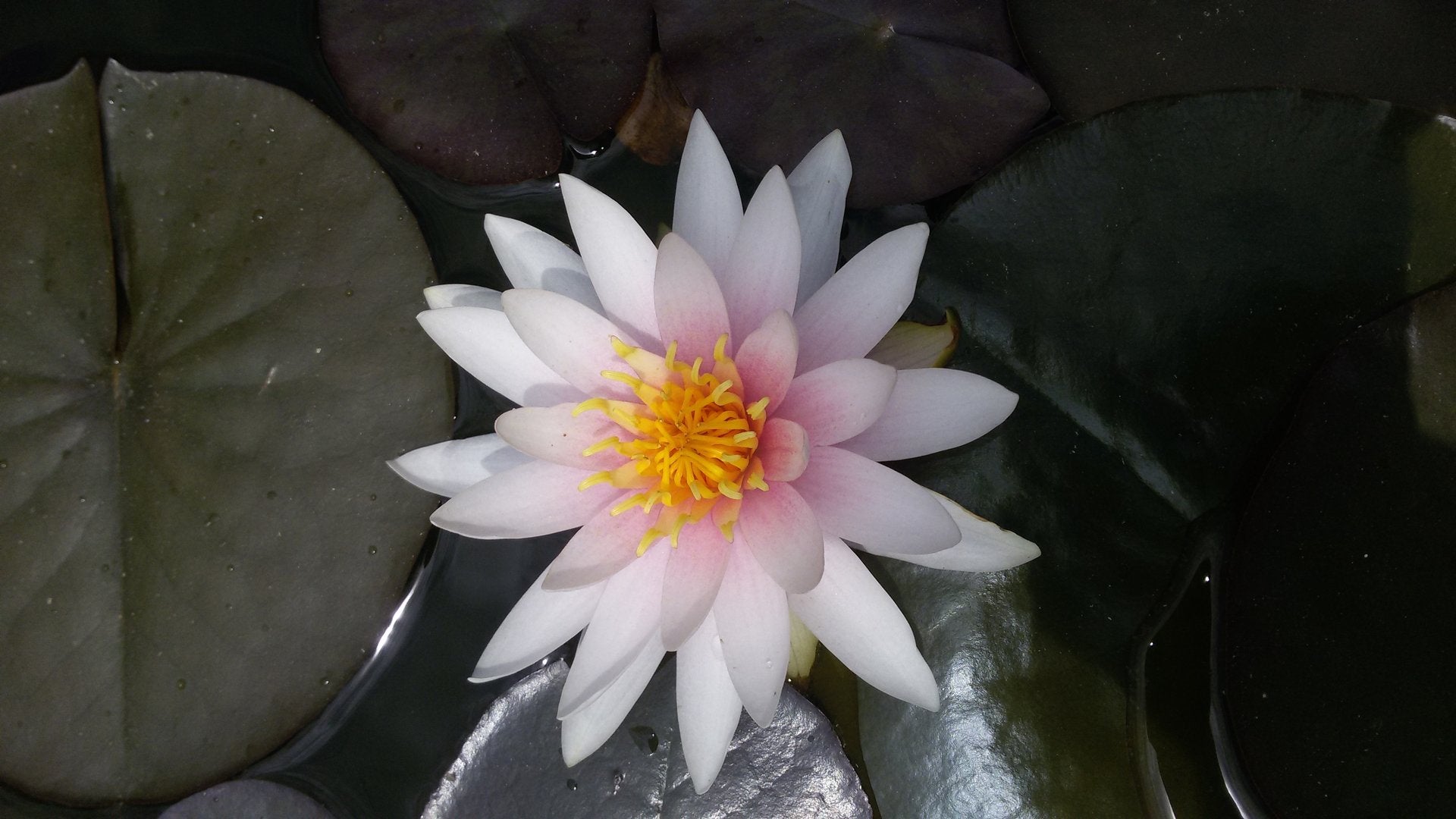 Nenufar Fritz Jung_1