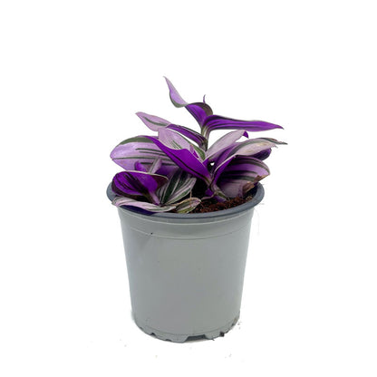 Tradescantia Nanouk Cactus Y Suculentas