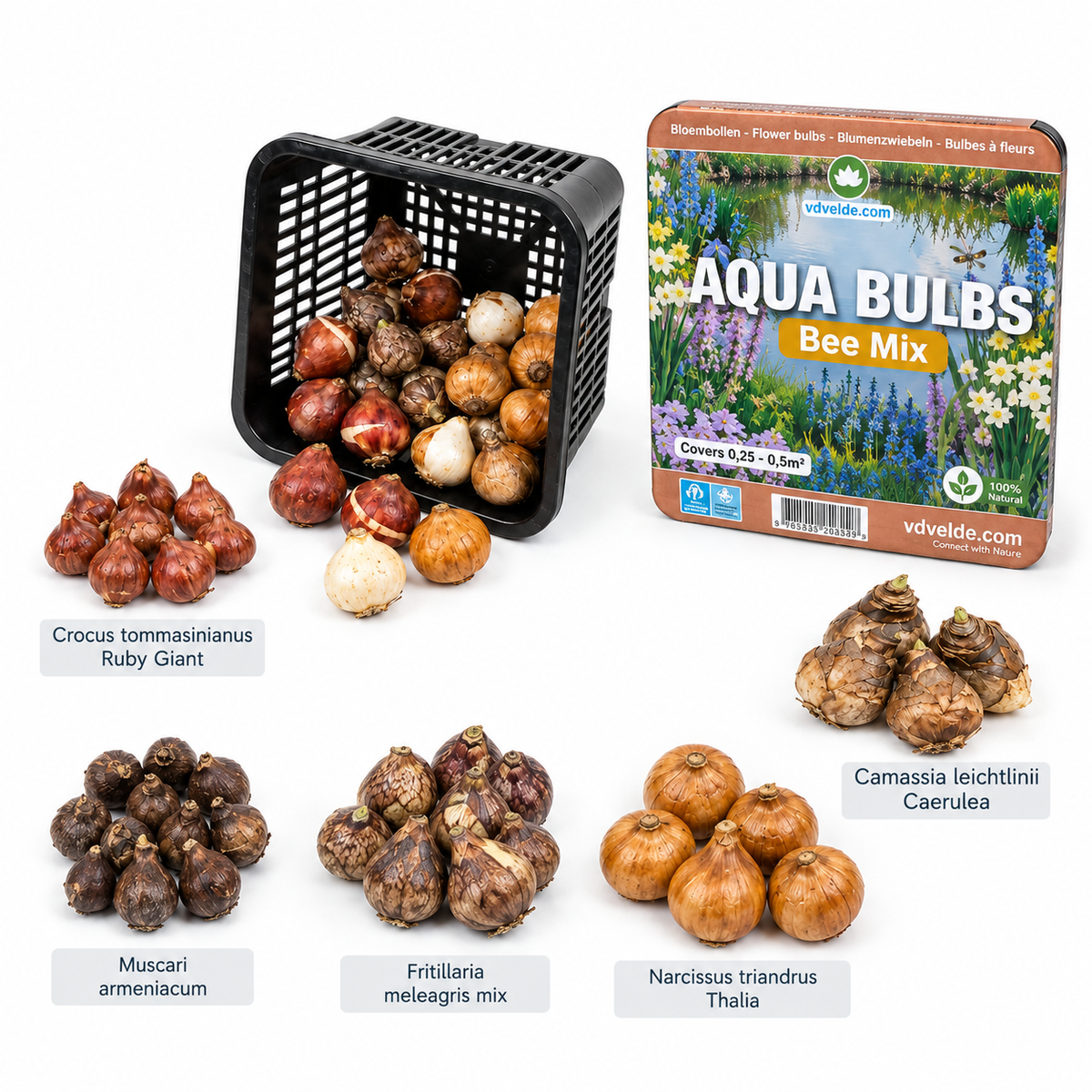 Aqua Bulbs Bee Mix - 35 Uds - Crocus, Muscari, Narcissus, Fritillaria, Camassia_3