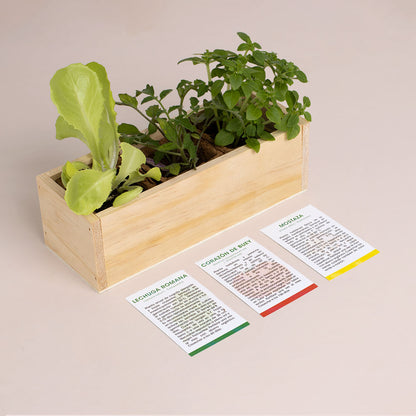 Kit Autocultivo Hamburguesa | Cultiva Lechuga, Tomate Corazón De Buey Y Mostaza En Casa | Regalo Gourmet_2
