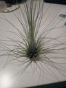 Tillandsia Filifolia Clavel Del Aire Tillandsias