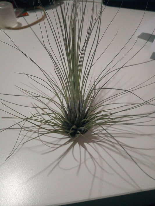 Tillandsia Filifolia Clavel Del Aire Tillandsias