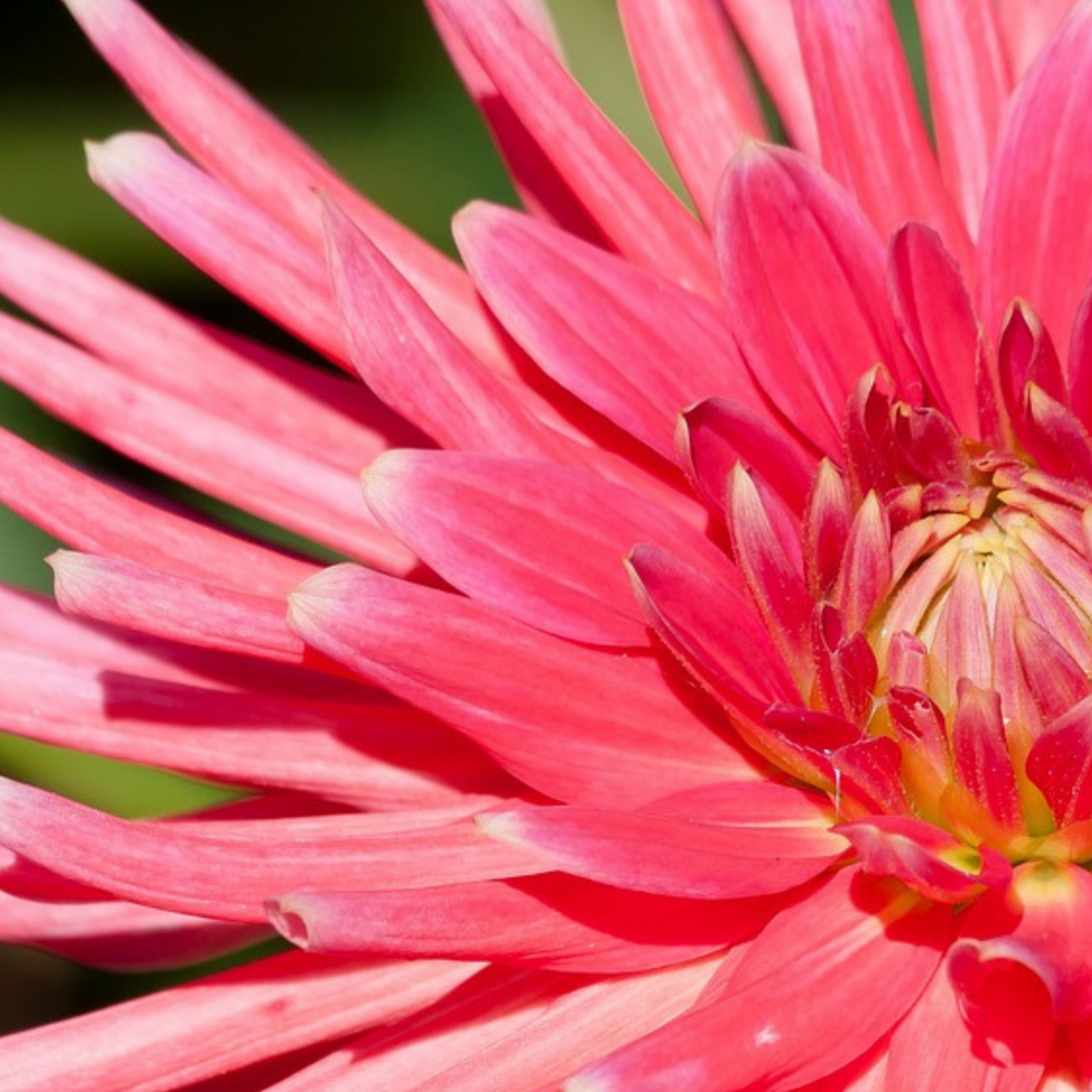 Mezcla De Bulbos De Flor Púrpura - 125 Pzs - Dahlia Gladiolus Freesia Oxalis_3