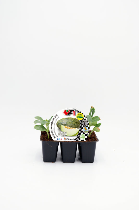 Pack plantones melón Garceran híbrido 6 ud. natural - Fitoralia_0