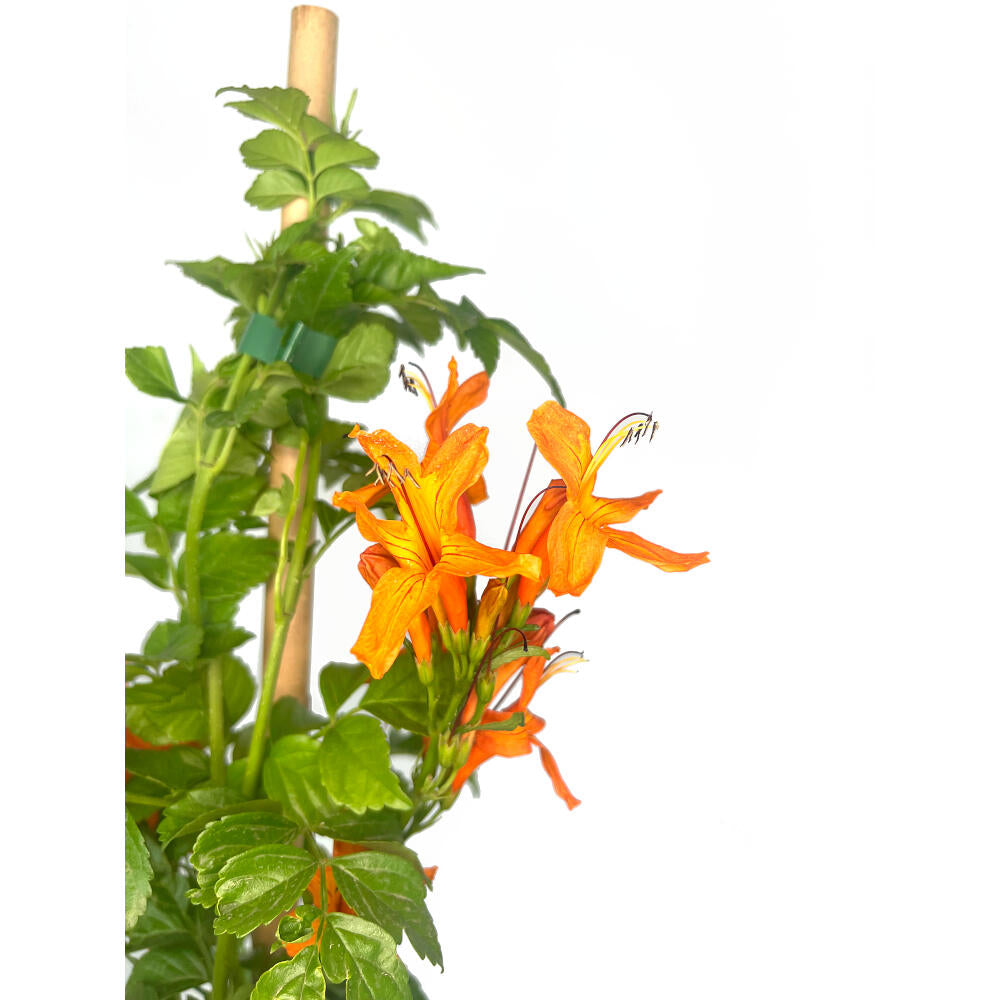 Bignonia Capensis Radicans Naranja M20 170cm_1