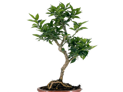 Bonsái Citrus Myrtifolia – Naranjo 8 Años