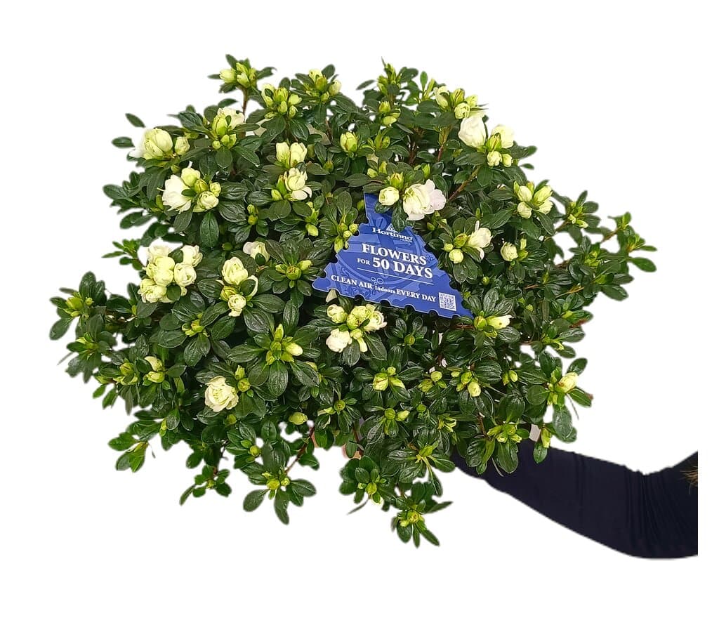 Azalea Simsii M15_1