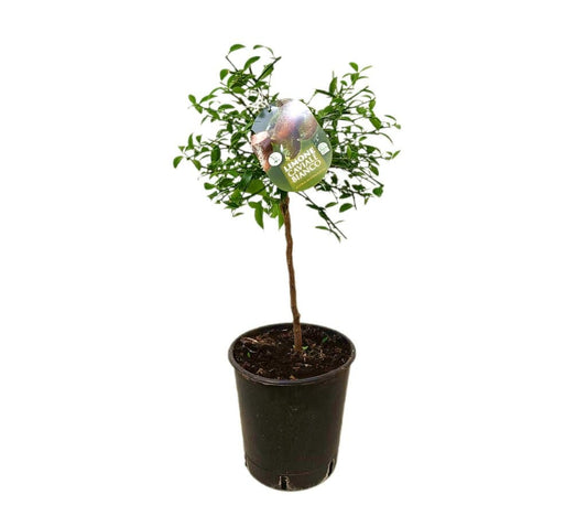 Citrus Caviar Blanco M21_0