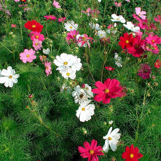 Semillas Cosmos Mezcla Colores Ecológicas_0