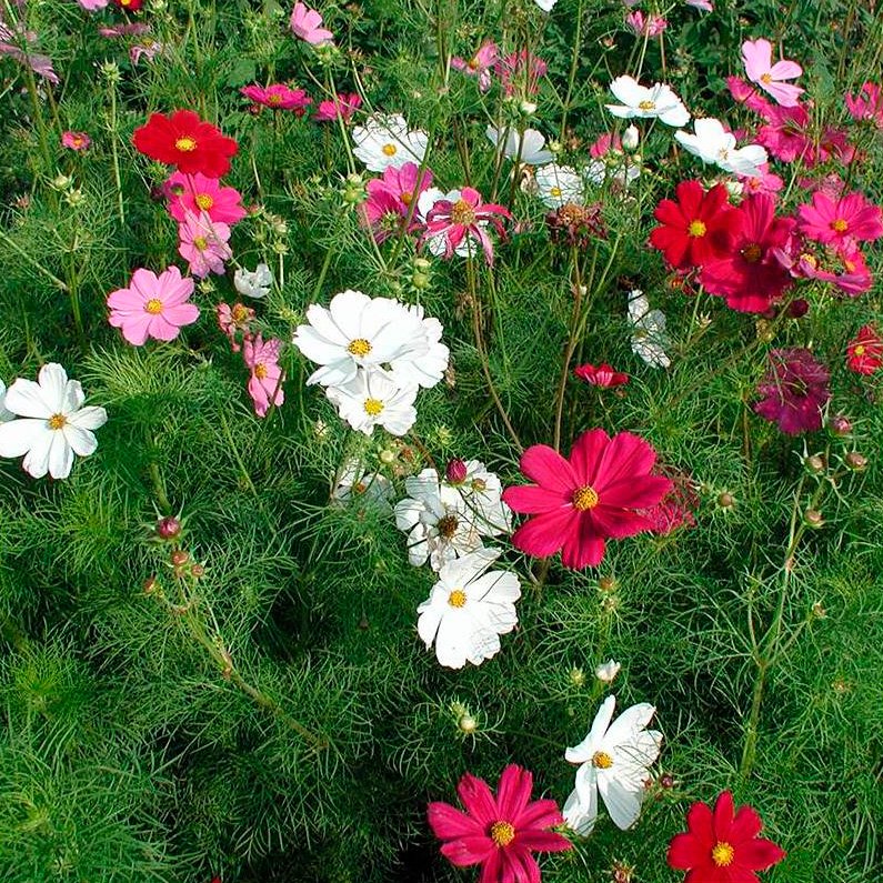 Semillas Cosmos Mezcla Colores Ecológicas