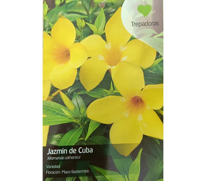 Allamanda Cathartica M21 180-200cm_1