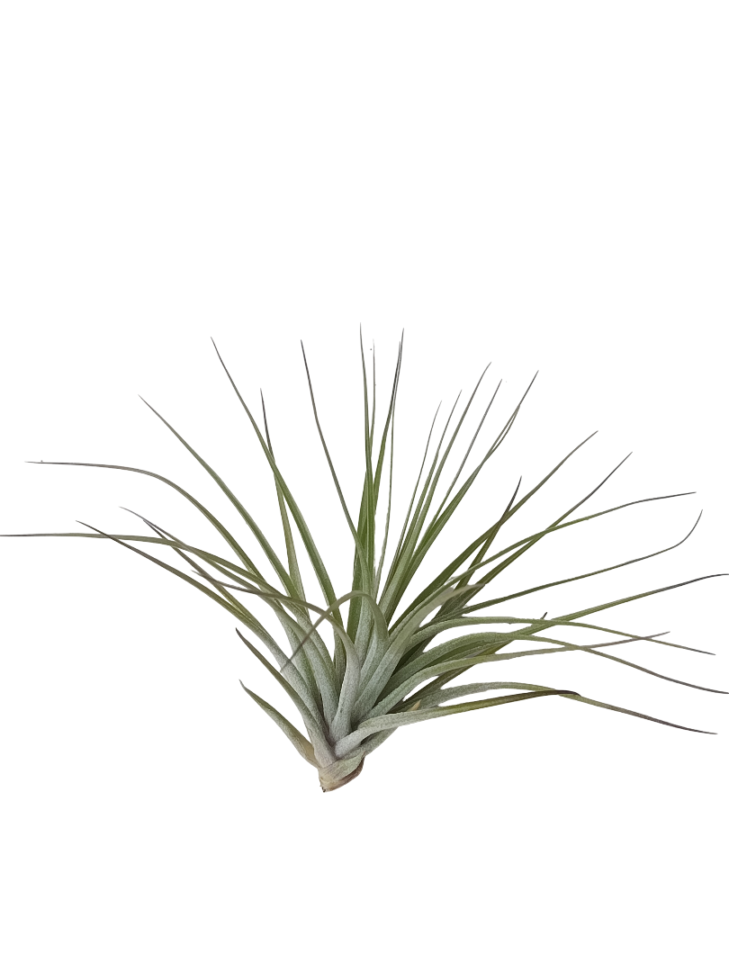 Tillandsia Petropolis Planta Natural Clavel Del Aire_0