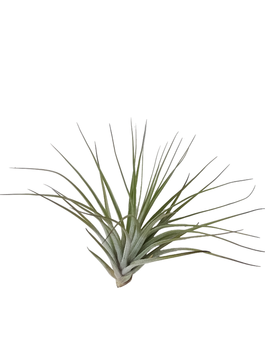 Tillandsia Petropolis Planta Natural Clavel Del Aire_0
