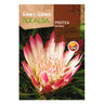 Semillas de Protea Repens, Rocalba
