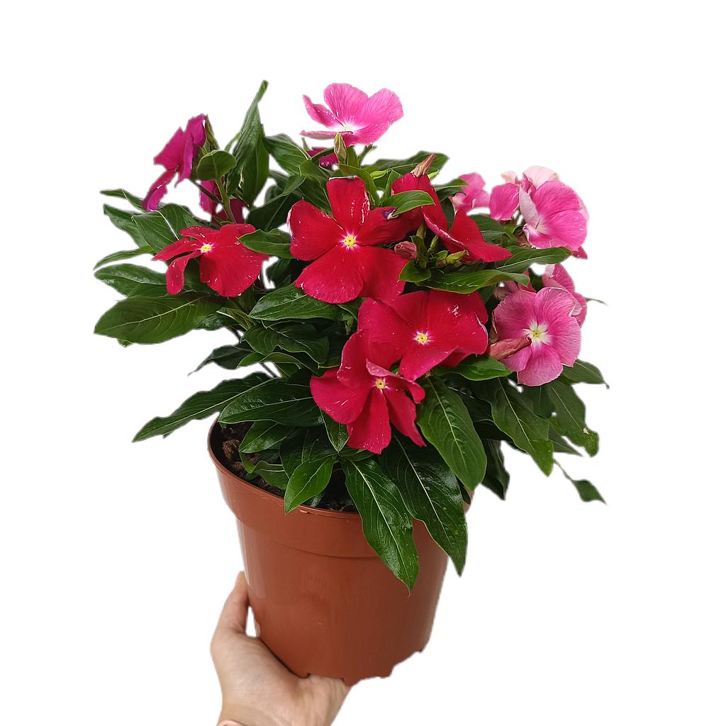 Vinca Variada M17_0