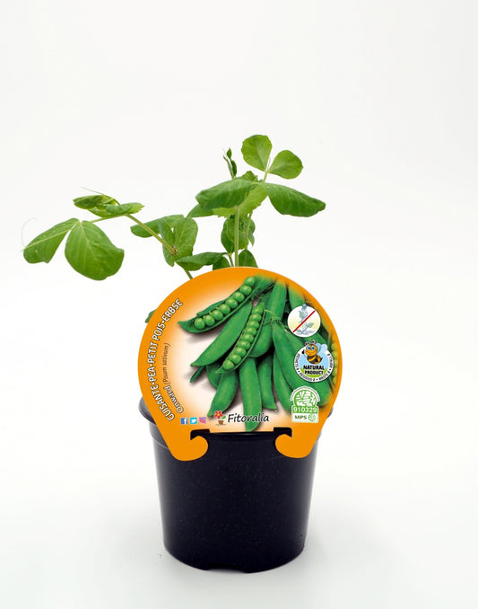 Plantón Guisante Mata Baja Onward En Maceta 10,5 Cm. Natural - Fitoralia