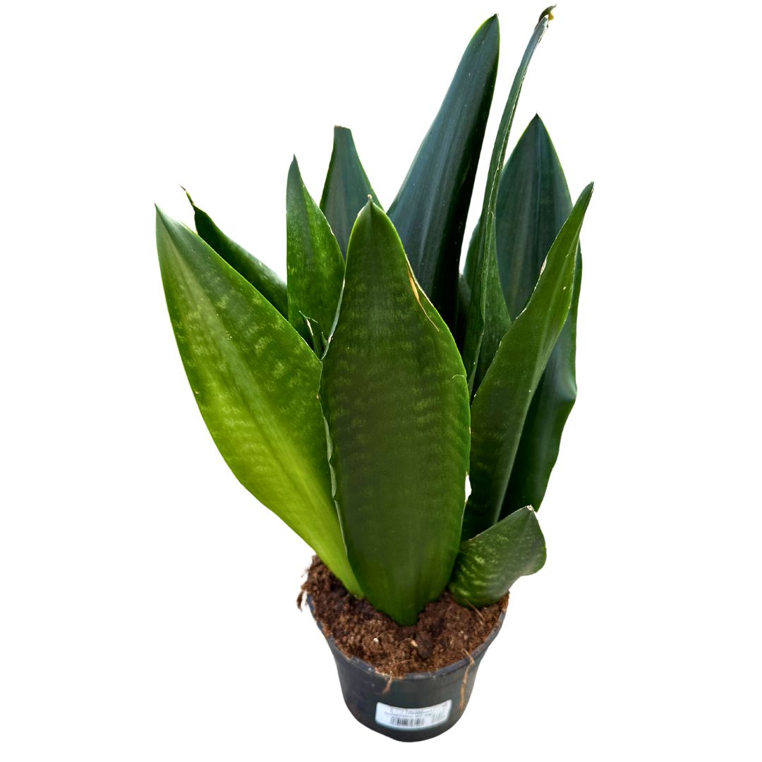 Sansevieria Zeilanica Lengua De Suegra O Espada De San Jorge Planta Muy Resistente Para Interior Maceta 14cm_0