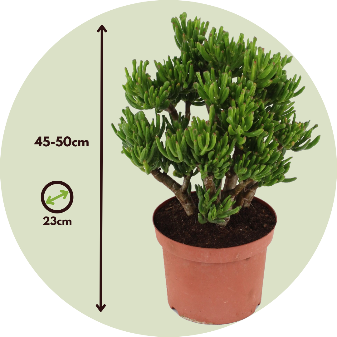 Árbol De Jade - Crassula Ovata 'hobbit' - Altura 45-50cm - ⌀23cm