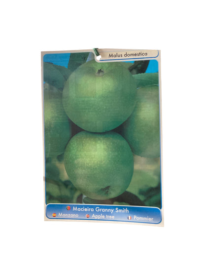 Frutal Manzano Grany Smith Cepellón 140 CM_1