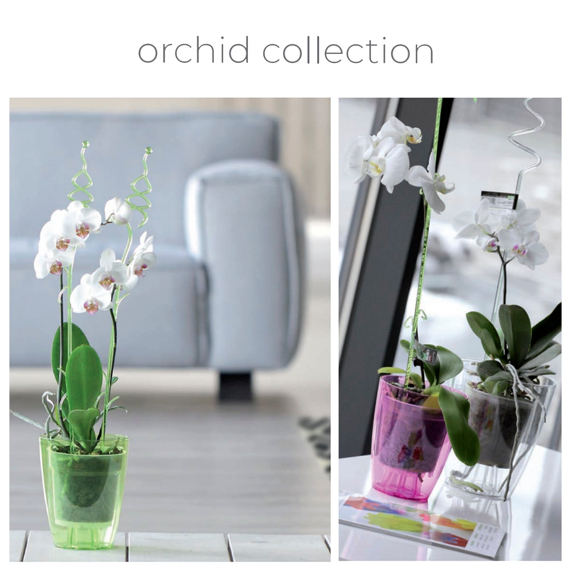 Maceta Coubi Orchid 1,5l., Dimensiones (mm) 132x132x160, Color Violeta Transparente_1