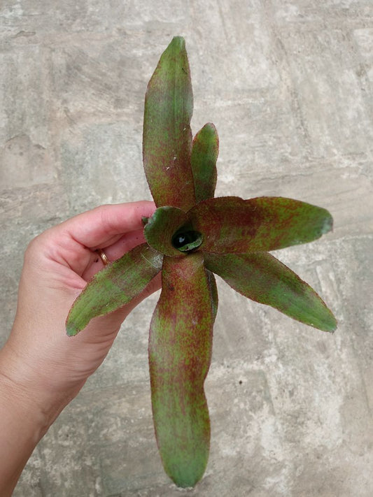 Bromelia Sp5 Plantas Para Terrarios Y Jardin