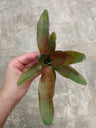 Bromelia Sp5 Plantas Para Terrarios Y Jardin
