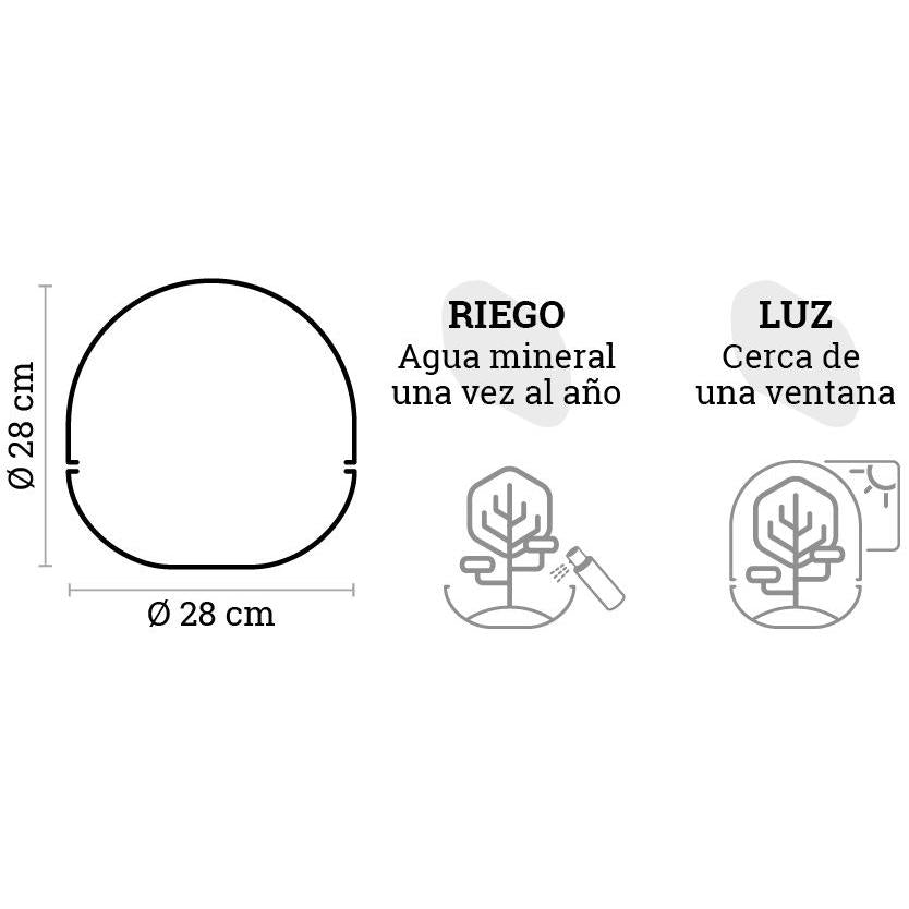 Terrario Borneo Terra Palmera Fittonia Ø28 x 28 cm