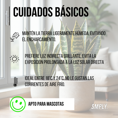 Planta Natural Viva Sansevieria Laurentii O Lengua De Suegra Altura Aproximada 30 Cm En Maceta De 13 Cm 4 Hojas_3