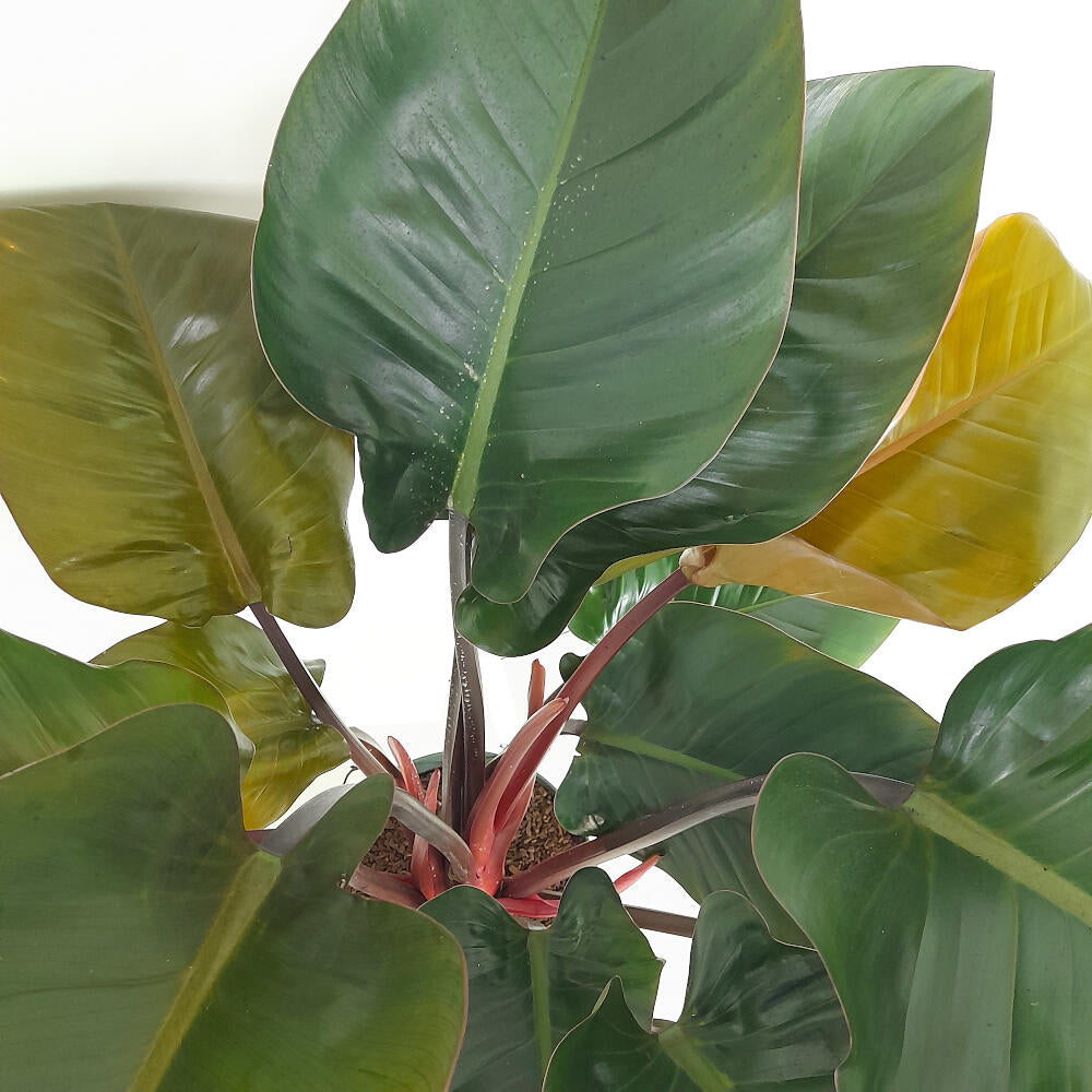 Philodendron Red Beauty M27 100cm_1