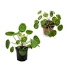 Pack De 2 Pilea Peperomioides Naturales En Maceta De 12 Cm